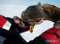 на что ловить налима на мордушку на что ловить налима на мордушку