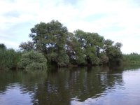 IMGP4w.jpg