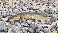IMG-20211011-WA0004.jpeg