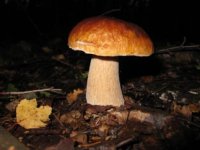 IMG_1604.jpg