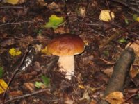 IMG_1605.jpg