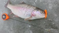 IMG_20250208_103207.jpg