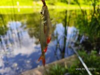IMG_20260613_133435_1.jpg