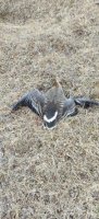 IMG_20260615_135842_559.jpg