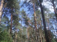 ступинский лес.jpg