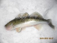 IMG_2010.jpg