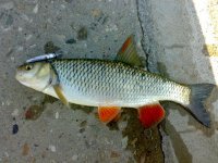 30062009173.jpg