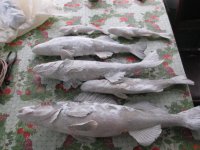 IMG_2075.jpg