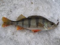 IMG_1618.jpg
