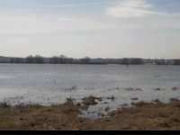 Белоомут половодье 3.4.10.jpg