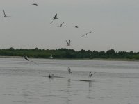 P1150475 [600х450].JPG