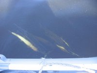 IMG_1237.jpg