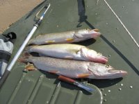 IMG_4836.jpg