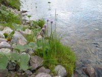 дикий лук.jpg