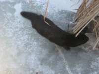 IMG_5368.jpg