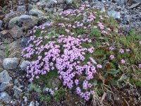 DSC01108.jpg