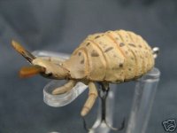 Ant lion Lure, 45mm. weightAbout 4g.jpg