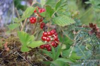 IMG_1336.JPG