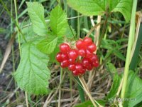 IMG_0286.JPG