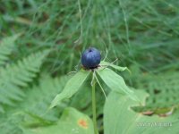 IMG_0305.JPG