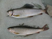 IMG_0333.JPG