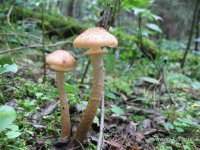 IMG_0585.JPG