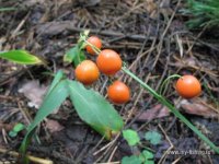 IMG_0596.JPG