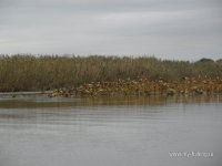 SAM_0365.JPG