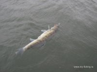 IMG_0370.JPG