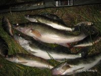 IMG_0374.JPG