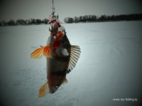 SAM_0520.JPG
