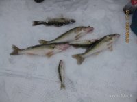 IMG_4398.JPG