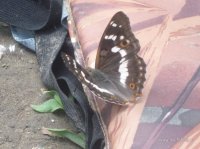IMG_1896.jpg