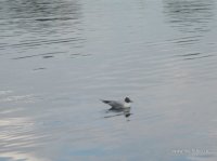 IMG_1979.jpg