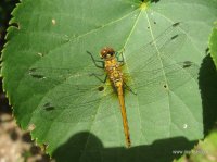 IMG_1711.JPG
