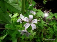 DSCF7345.JPG
