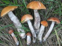 IMG_1826.JPG