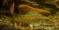Gymnocephalusacerinus1_aleger_[1].jpg