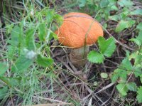 IMG_1921.JPG