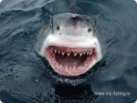 Большая белая акула.jpg