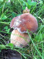 IMG_1157.JPG