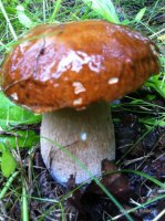 IMG_1161.JPG