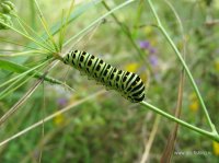 IMG_4047.JPG
