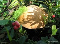 IMG_4129.JPG