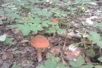 IMAG0916.jpg