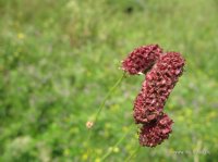 IMG_4649.JPG