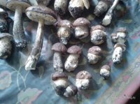 IMG_20130910_123700.jpg