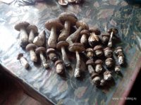 IMG_20130910_123649.jpg