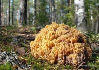Рогатики-2jpg.jpg