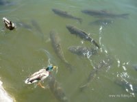 голавли 2.JPG